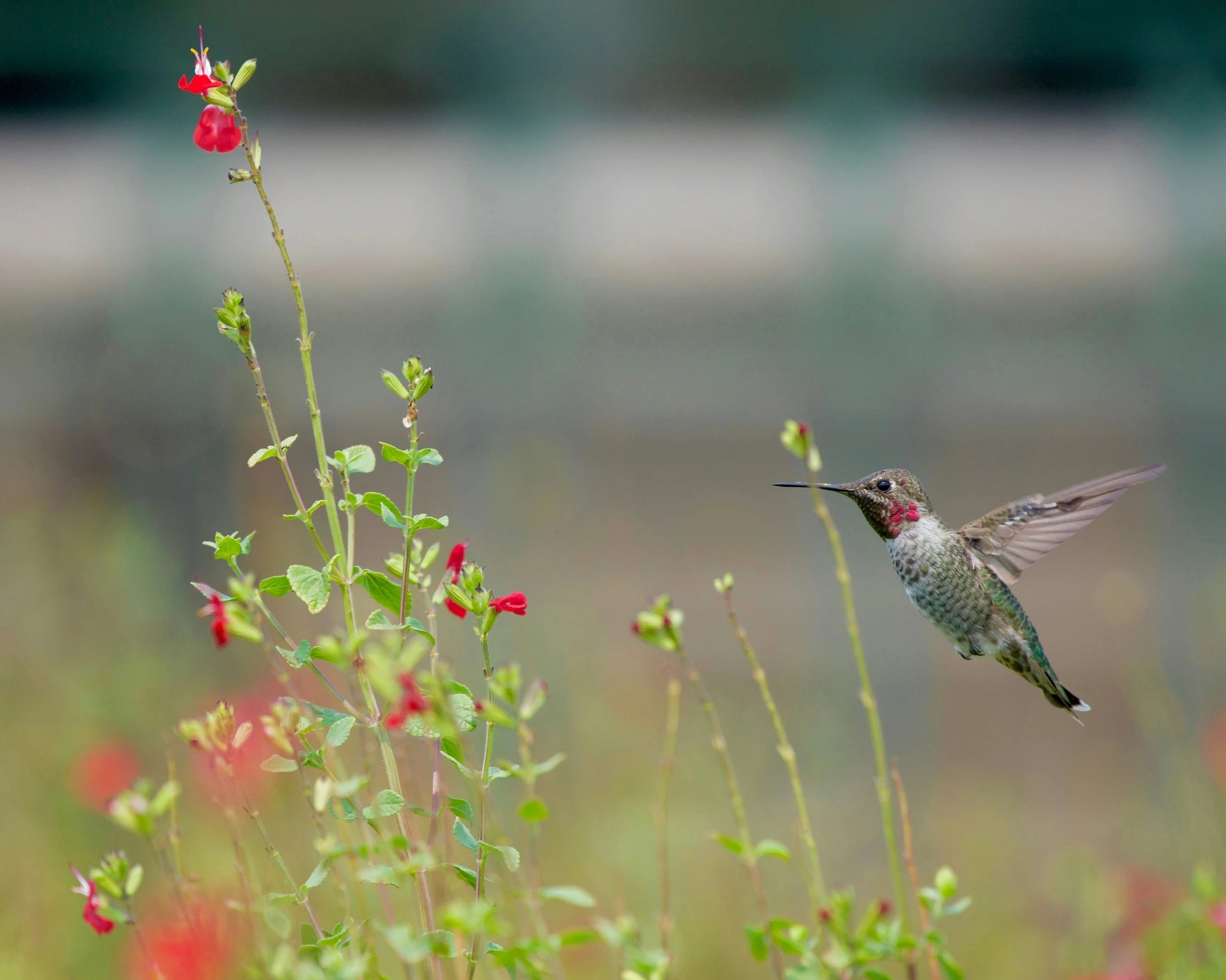 a hummingbird flying close to the camera in front of some flowers