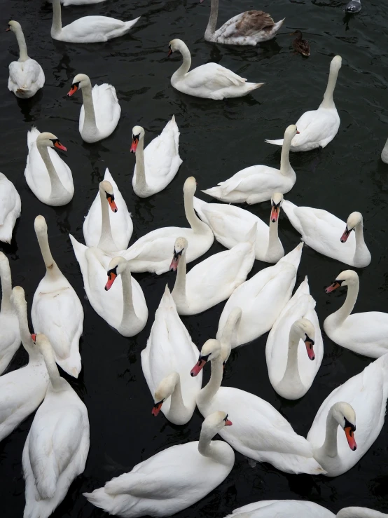 a large group of swans are in the water