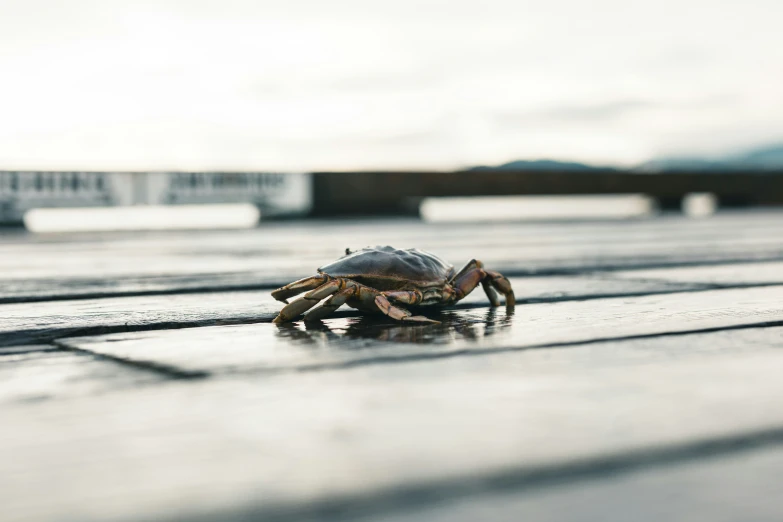 a crab crawling on the edge of a building