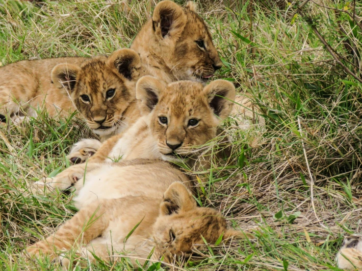 three young lion cubs are laying on the grass