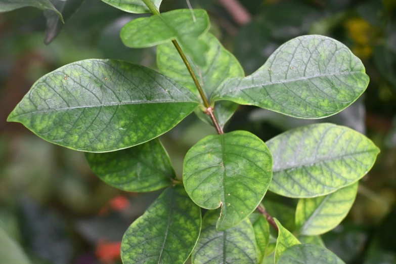 a tree nch with some green leaves