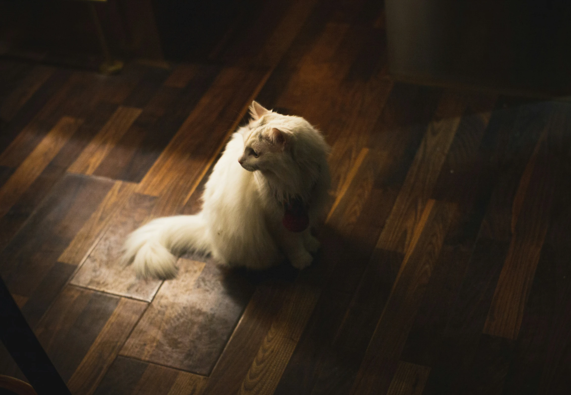 a small fluffy dog laying on top of a wooden floor