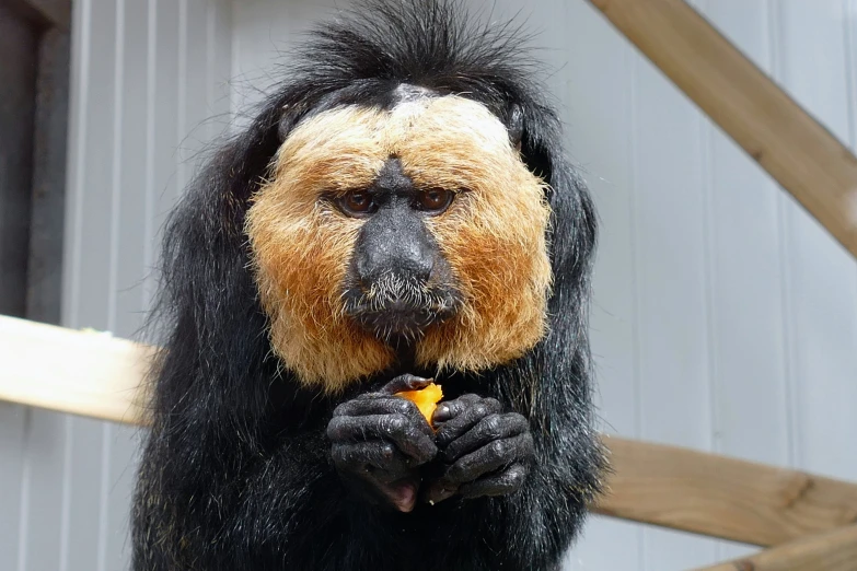 a man made monkey with dark brown eyes and yellow hair, holding a piece of food