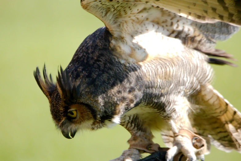 an owl is perched with it's head inside the air