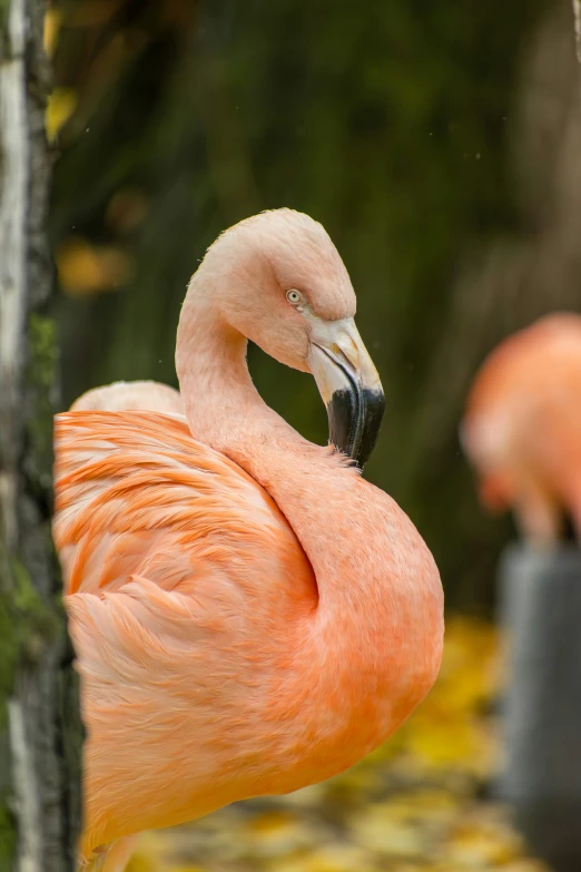 the pink flamingos are standing on the stand