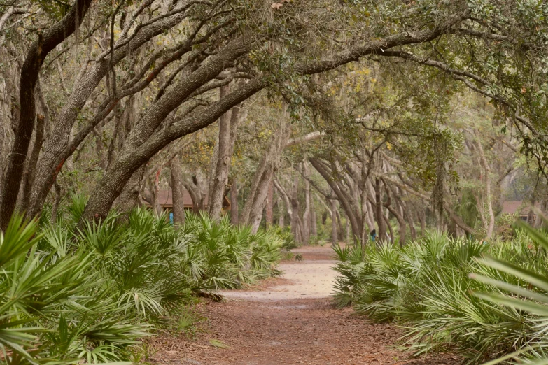 a dirt path running through green trees and bushes