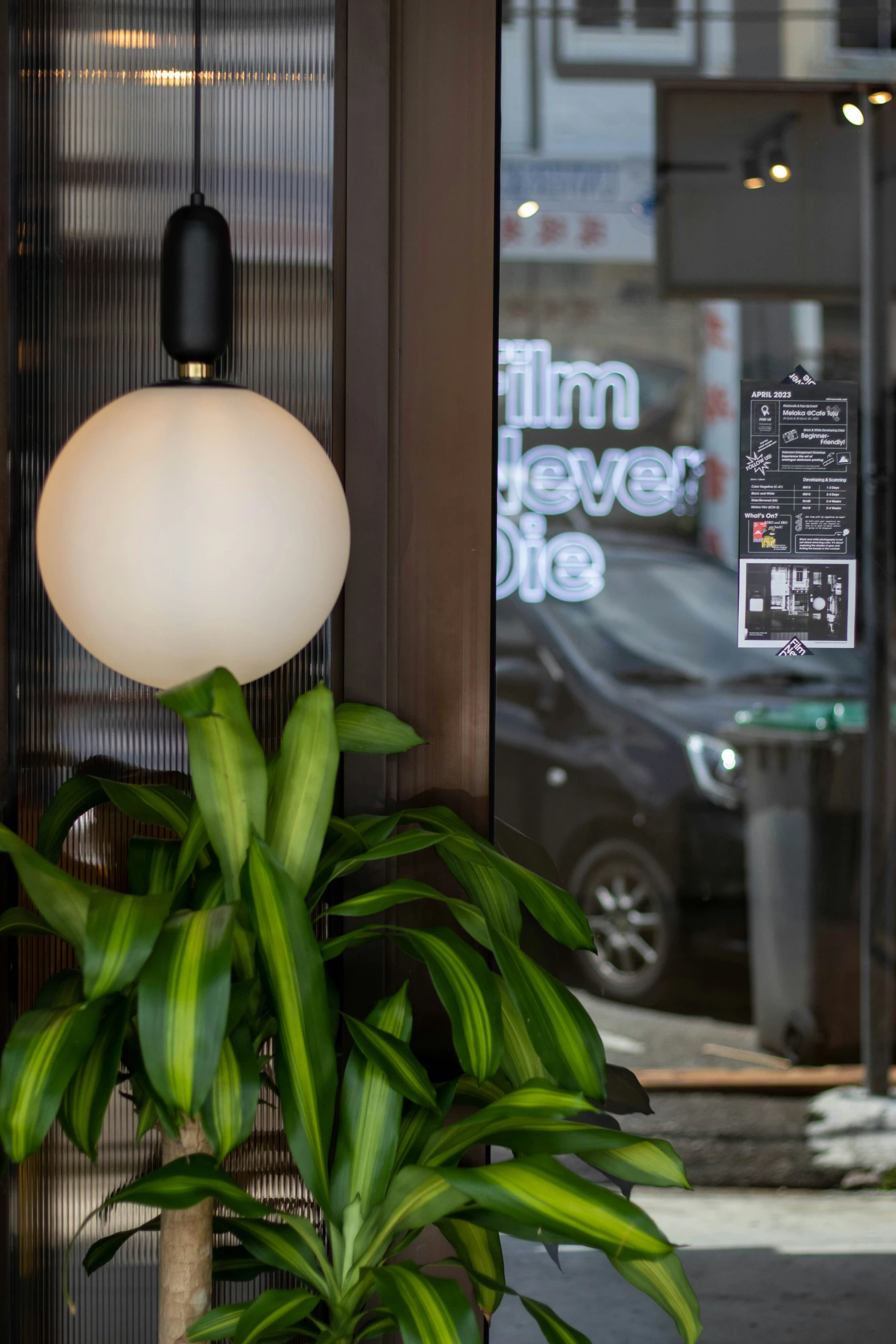 a plant that is in front of a door