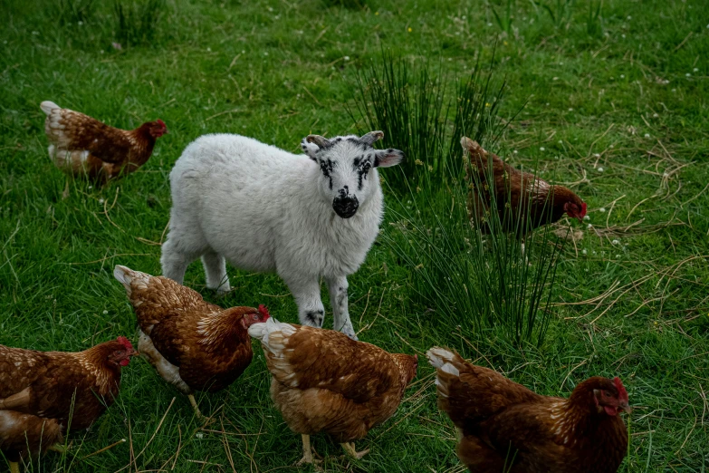 a sheep and chickens are standing in the grass