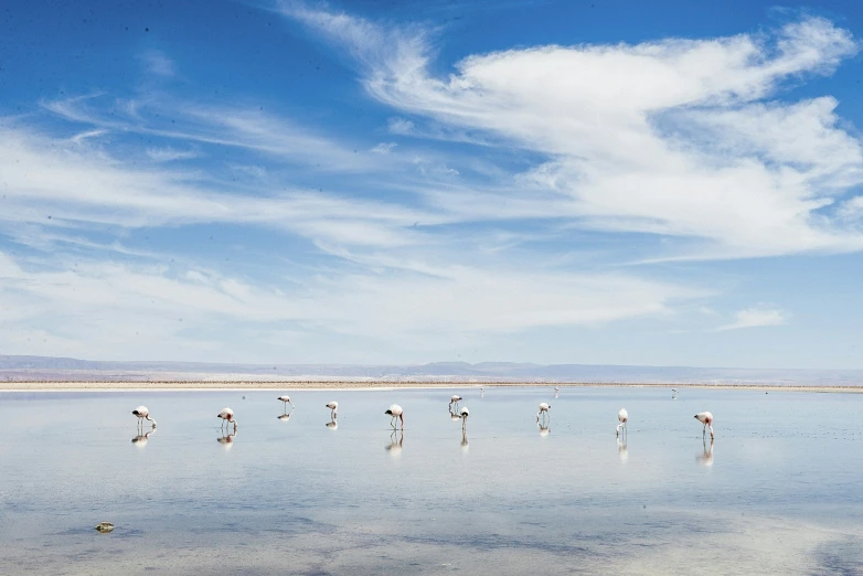 a group of birds are standing on the water