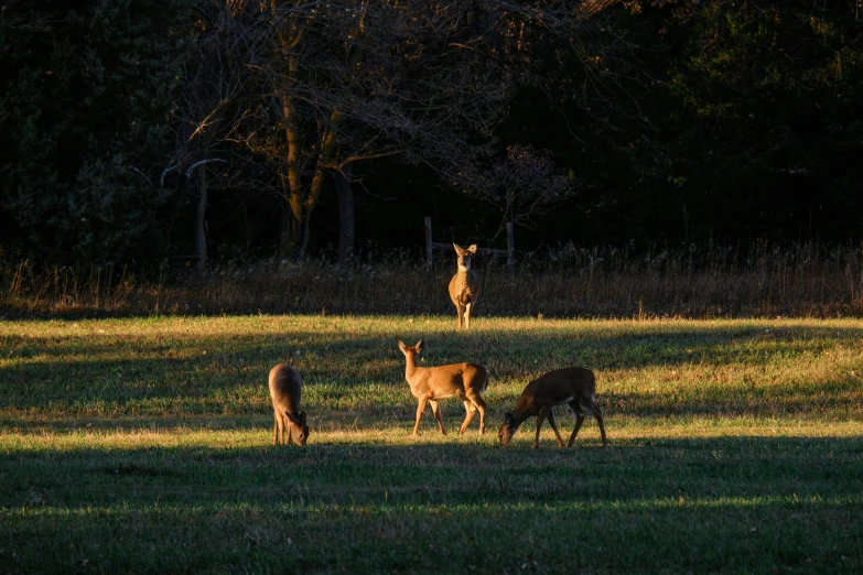 a herd of deer standing on top of a lush green field