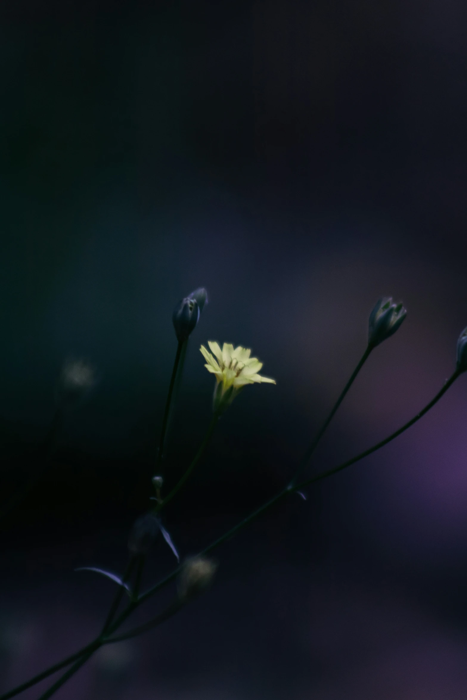 a black and white po of wildflowers on the left