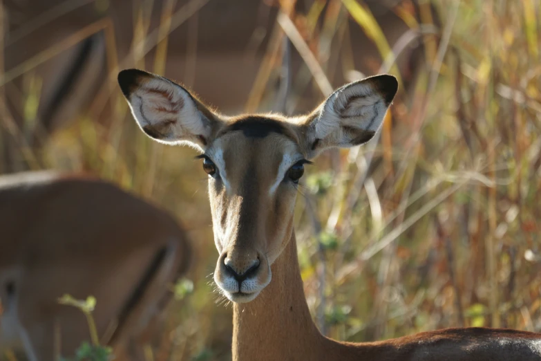 this is a deer that has its head turned and looks to the left