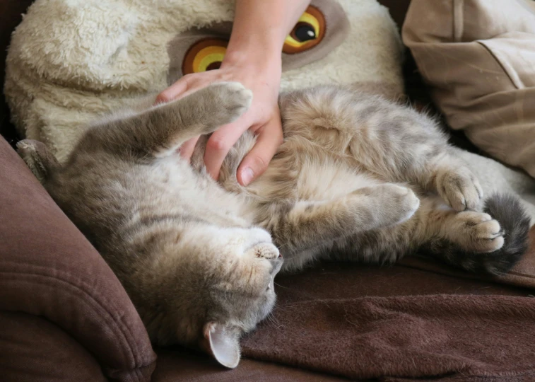 cat stretching with his paws on a person who's legs