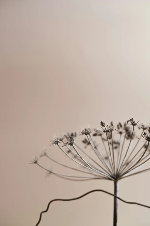 a blurry po of a plant has long thin leaves