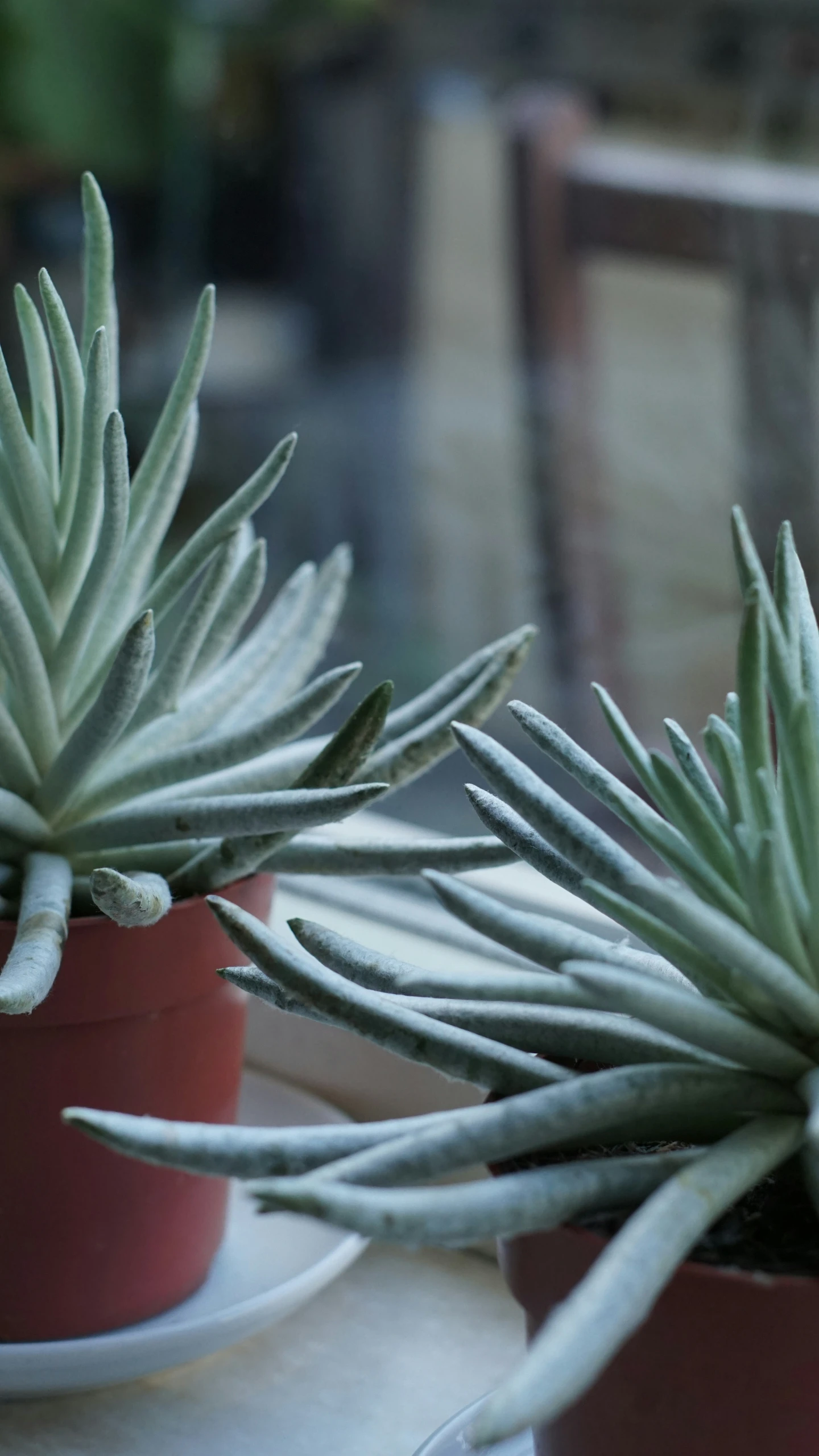 two potted plants sit in front of a mirror