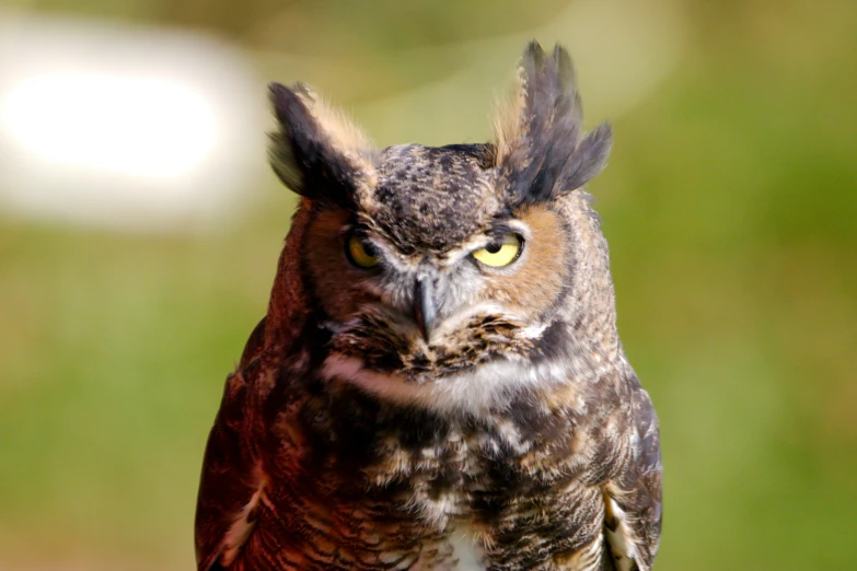 an owl looking at the camera with an unusual face