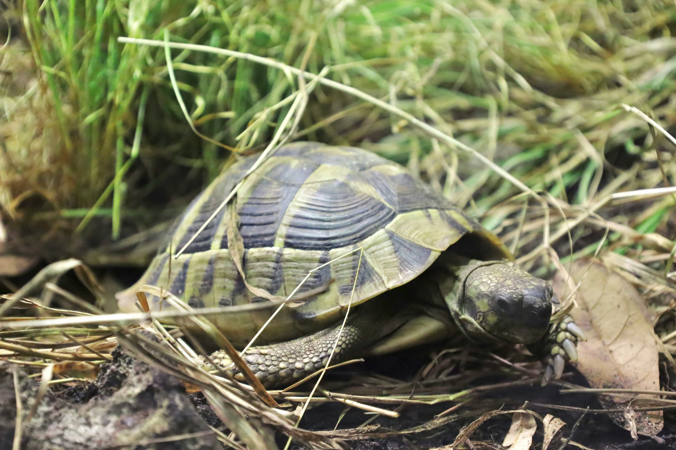 a small turtle that is sitting in the grass