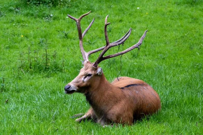 a deer that is sitting down in the grass