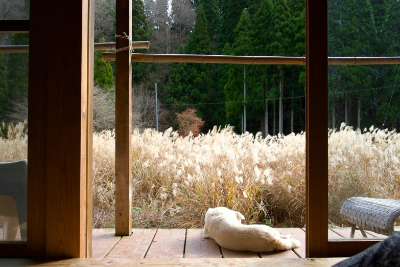 sheep on porch overlooking grassy area and forest