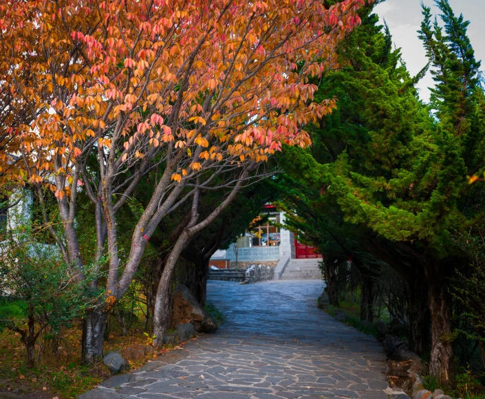 a street in the fall with some trees near by