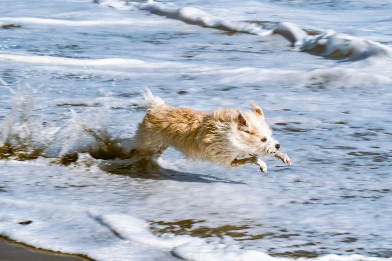 there is a dog running on the sand near the water