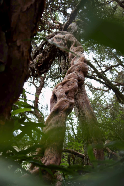 a tree has vines hanging from it