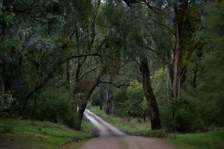 a dirt road is surrounded by trees and greenery