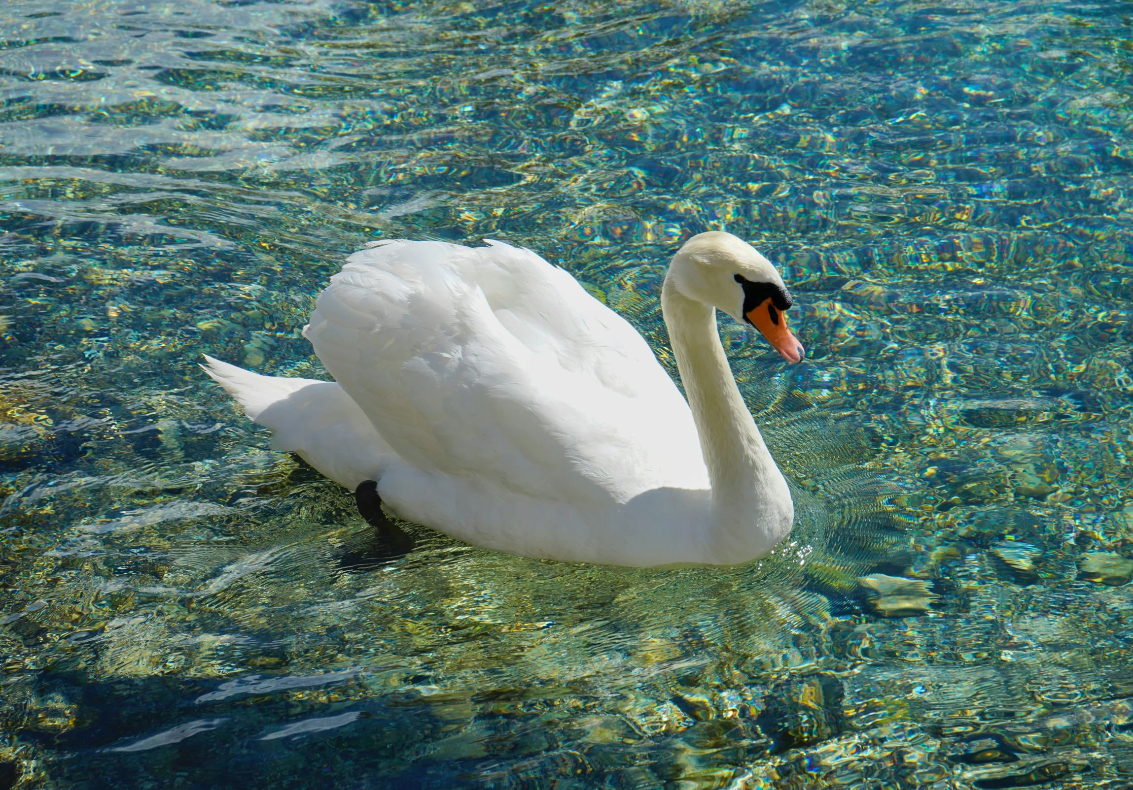 a white swan floating on top of water