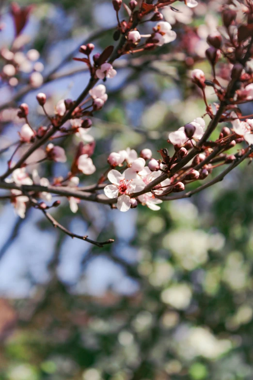 nches and leaves with flowers and a bird in background