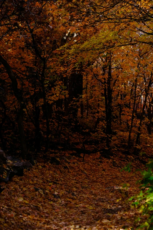 a bench is in the foreground of this picture as leaves cover the ground and tree tops