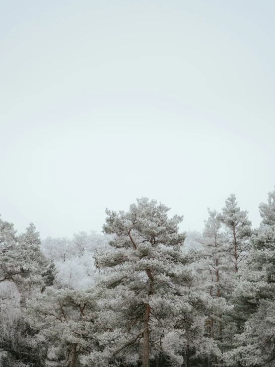 a group of trees are shown in the forest