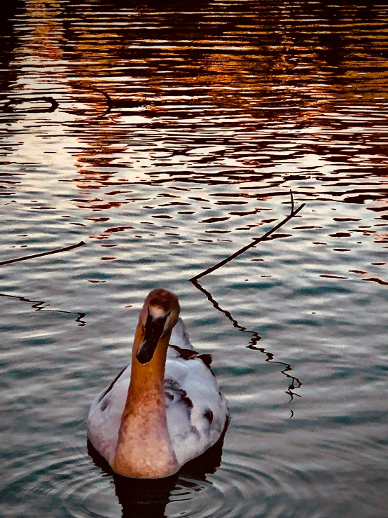 a swan with it's head above the water