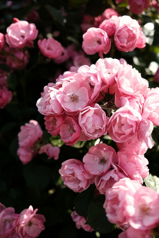 pink roses are blooming at the top of a bush