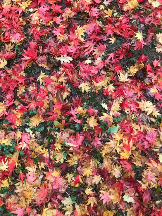 a carpet of multicolored leaves with green, red, yellow, orange and pink