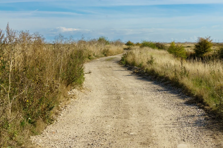 a white horse standing on a dirt road