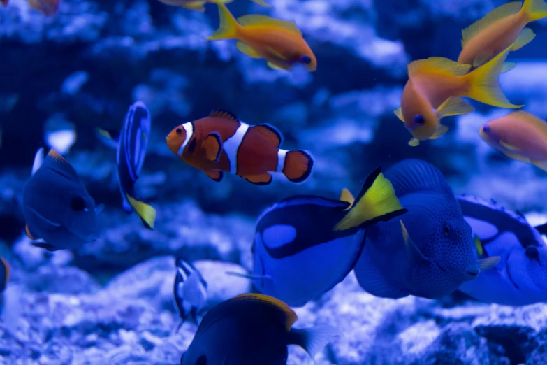 fish are swimming in an aquarium tank with rocks