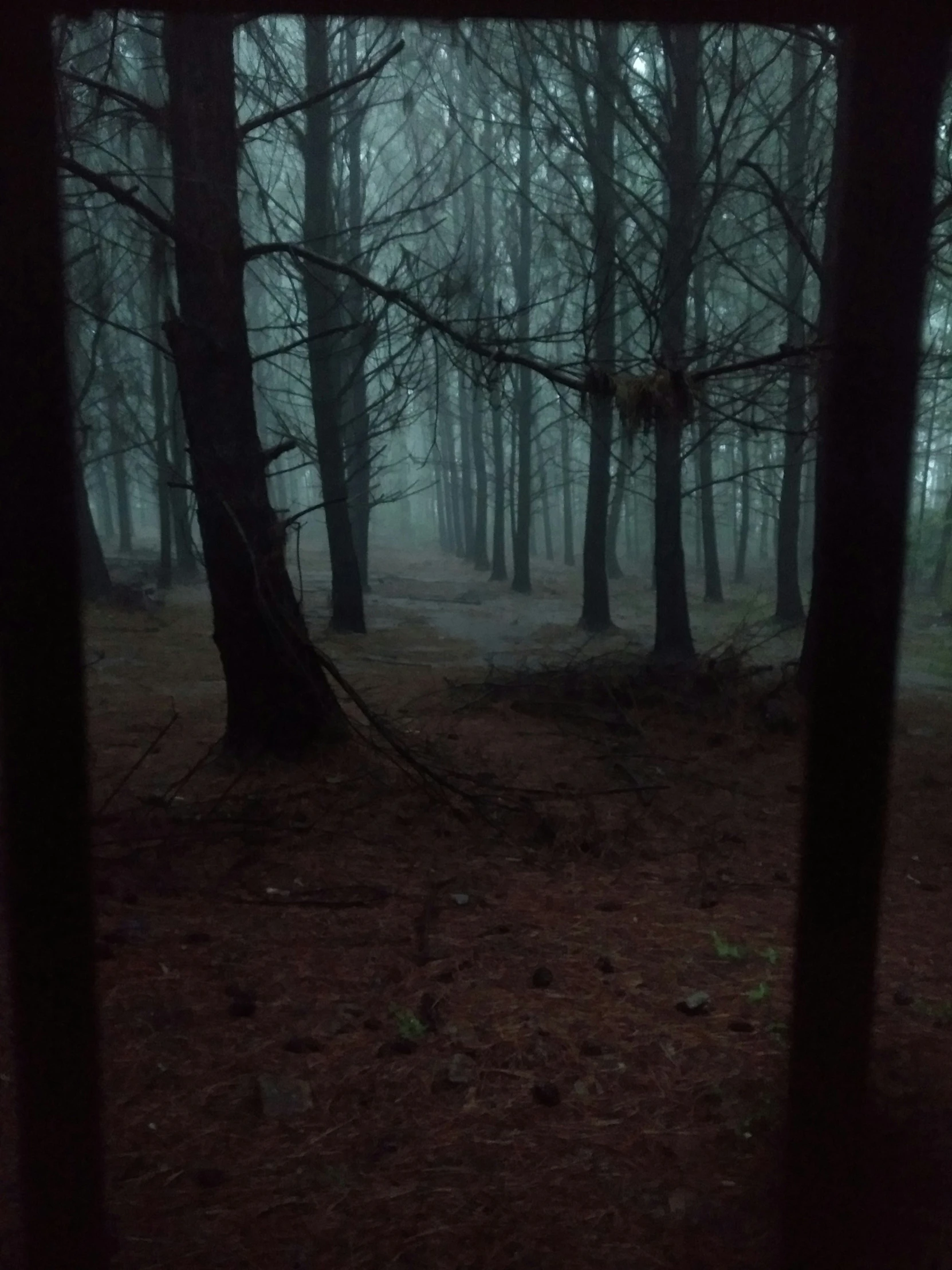 foggy woods with trees and a trail through it