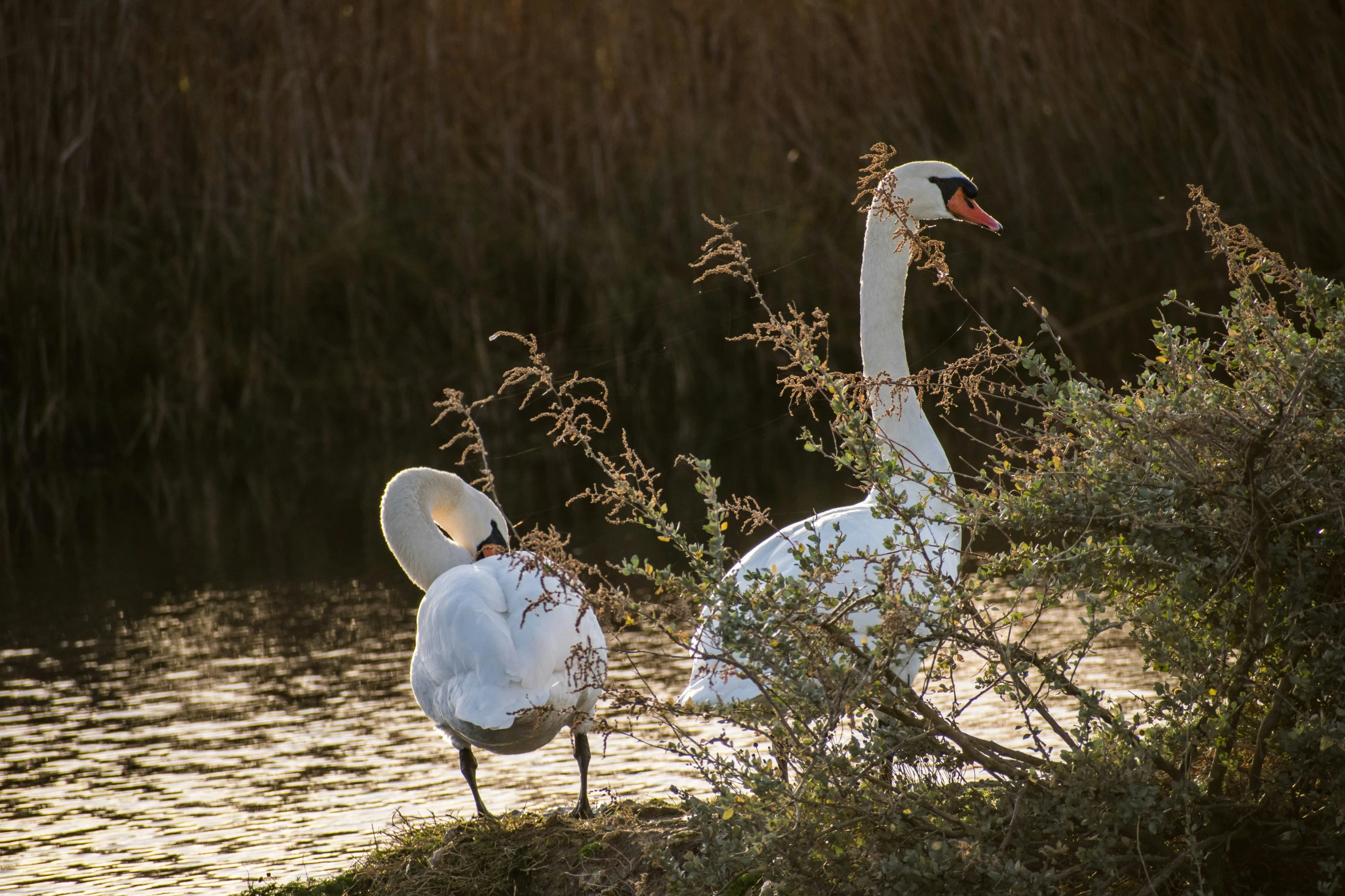 two birds are standing in the grass near water