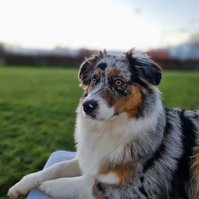 there is a dog sitting in the grass on a blanket