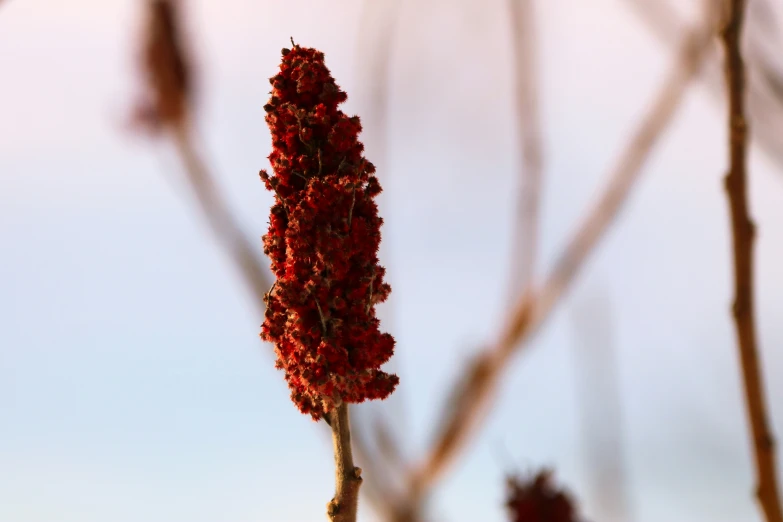 a large flower on a tree nch in the air