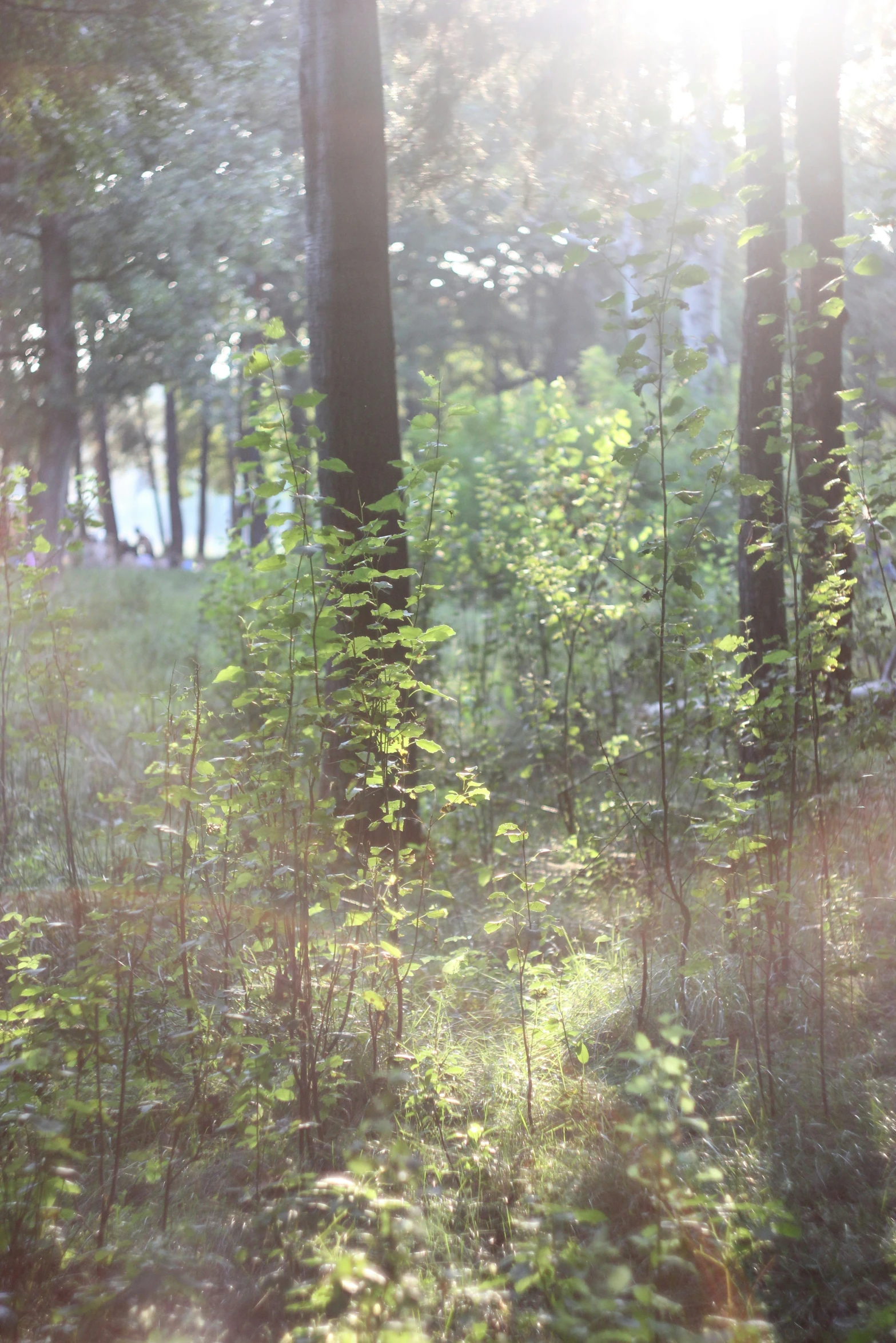 bright sun shining through the trees in the forest