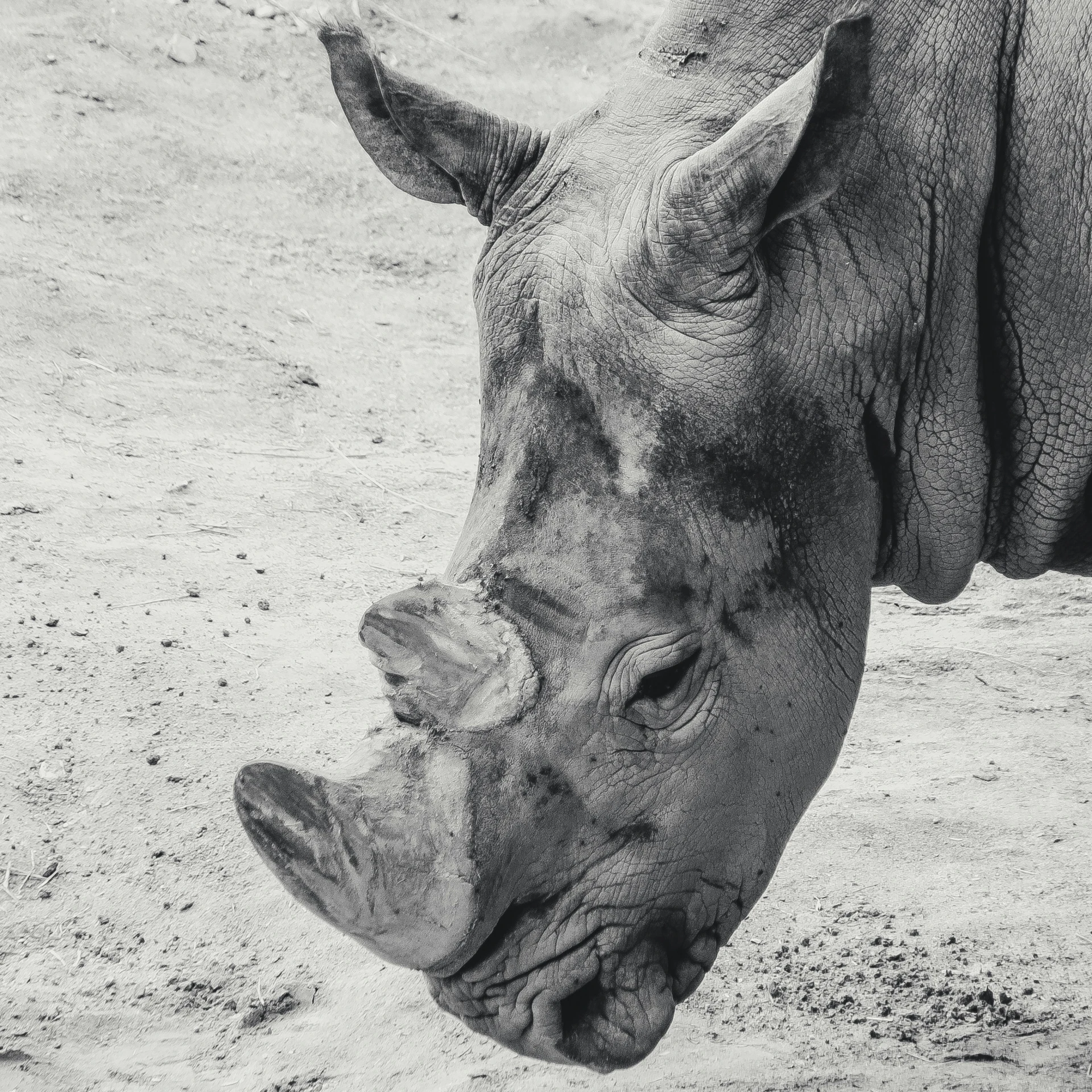 a rhino is standing in a desert like area