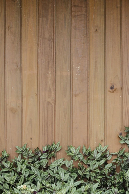 a wood paneled wall with bushes growing against it