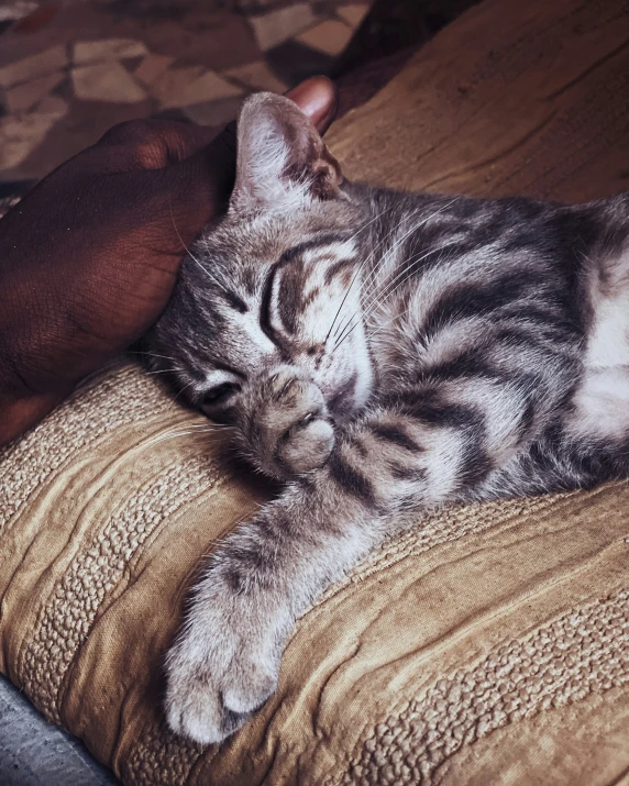 a gray and white cat laying on top of a bed