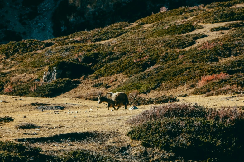 a big animal in the middle of some brown grass