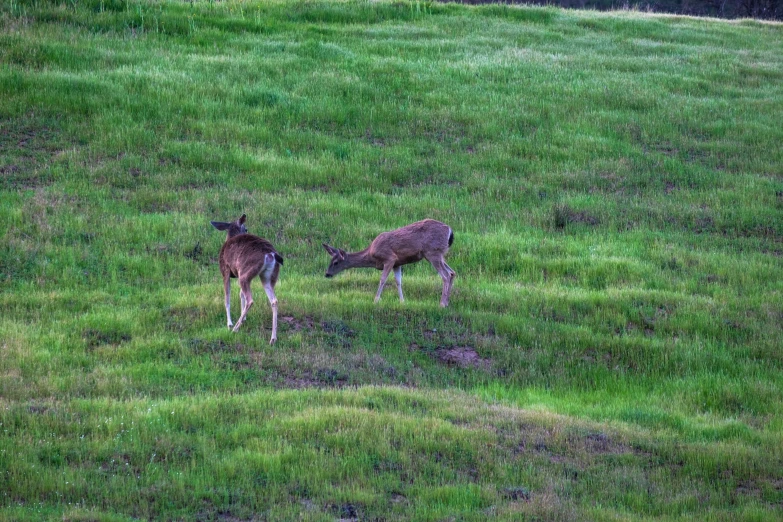 two deers in the grass on an open hillside