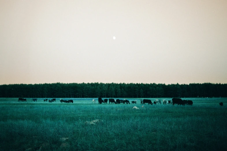 horses are grazing in the middle of a field