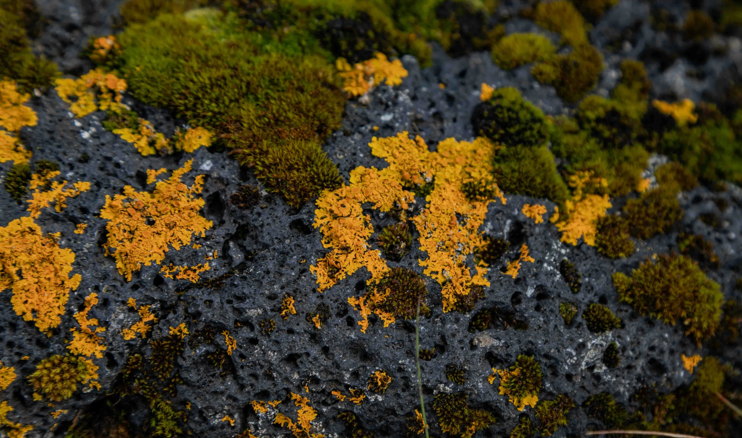 some yellow green black and grey mossy leaves