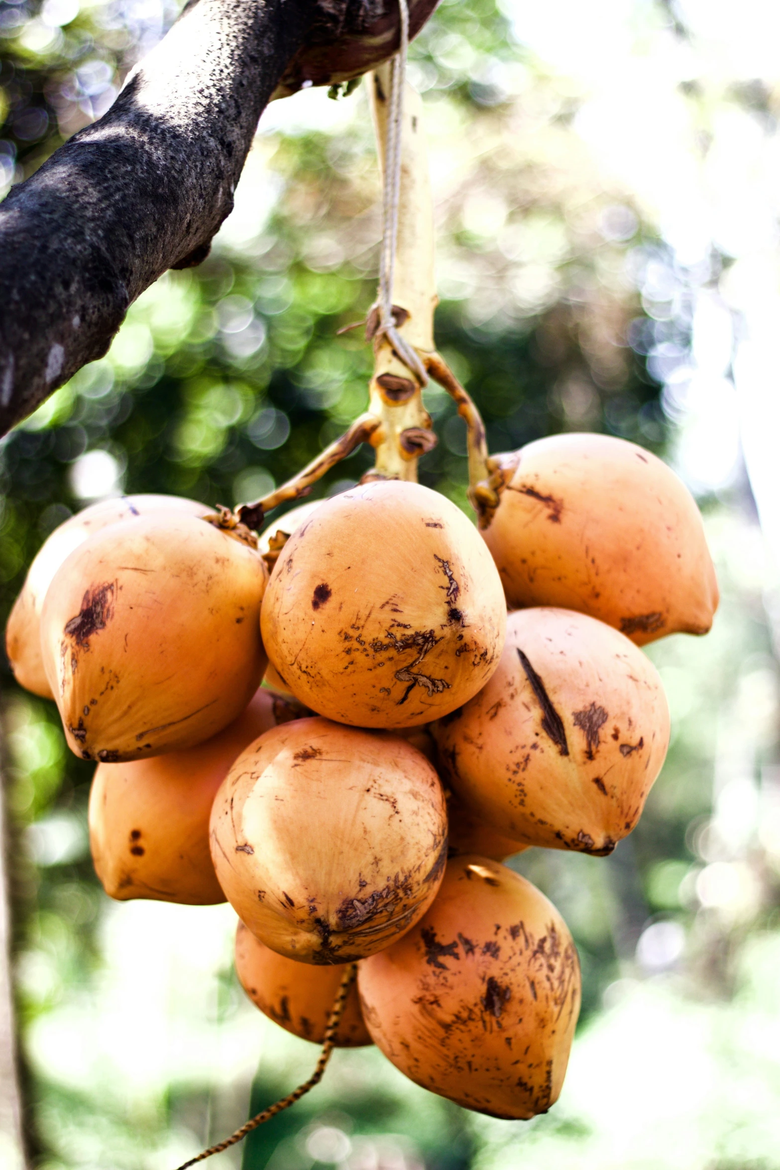 a cluster of tree nuts hanging from a nch