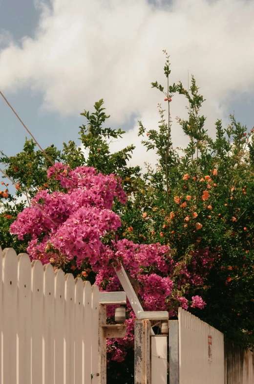 a small white fence next to trees and flowers